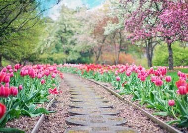 Landscaping Rockford